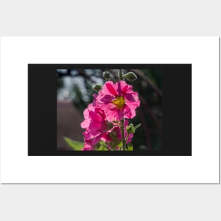 Pink Taos Hollyhock by Debra Martz Posters and Art